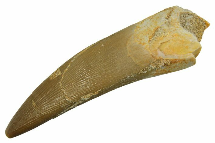 Fossil Plesiosaur (Zarafasaura) Tooth - Morocco #298025